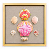 Rosewater Shells I