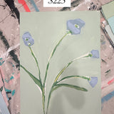Blue Poppies