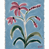Pink Primrose