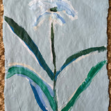 African Lily